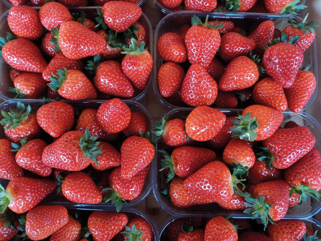 Strawberry Waiting Bed Dahli 18-22 mm