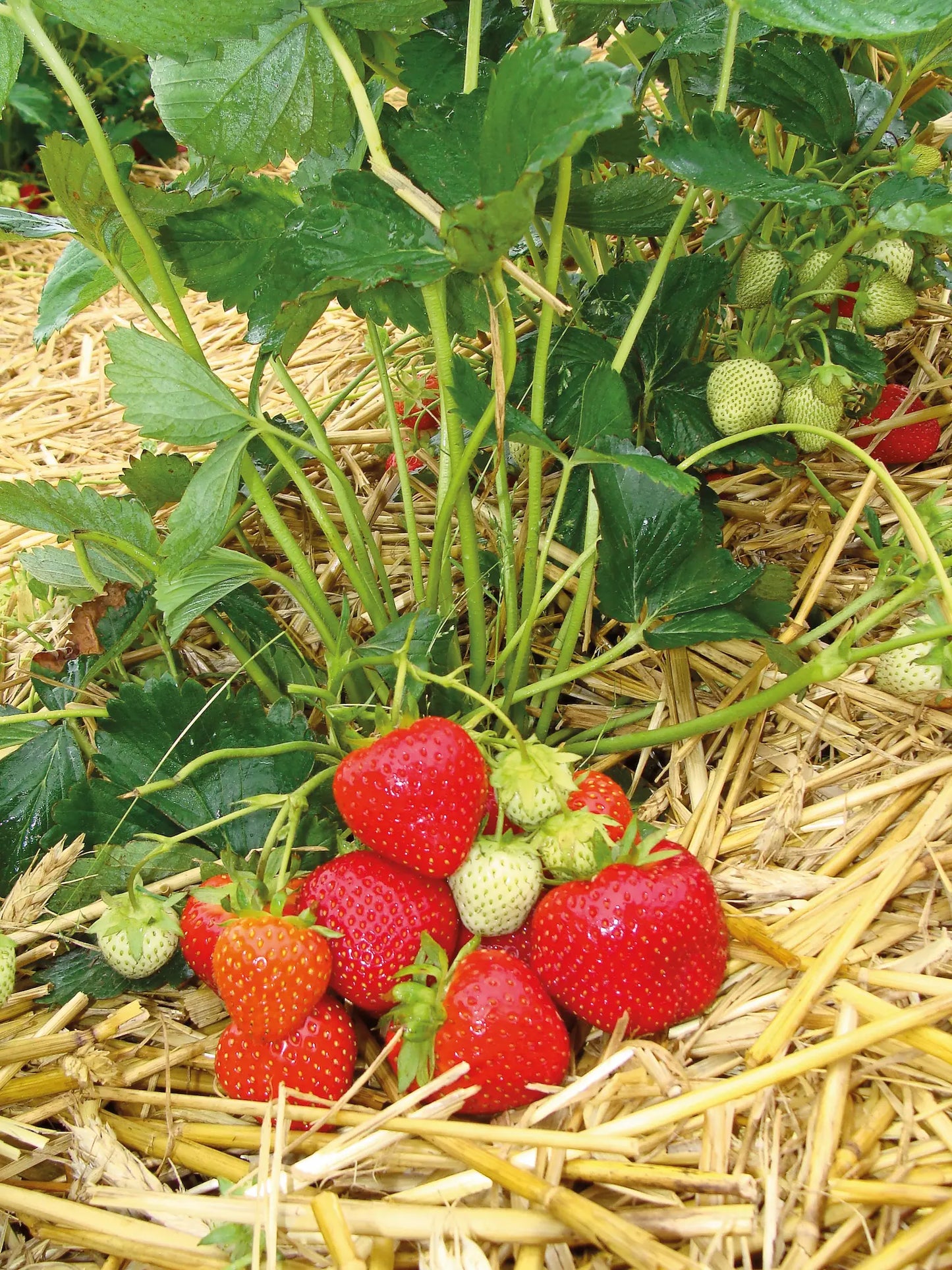 Strawberry Frigo Plant A- Allegro