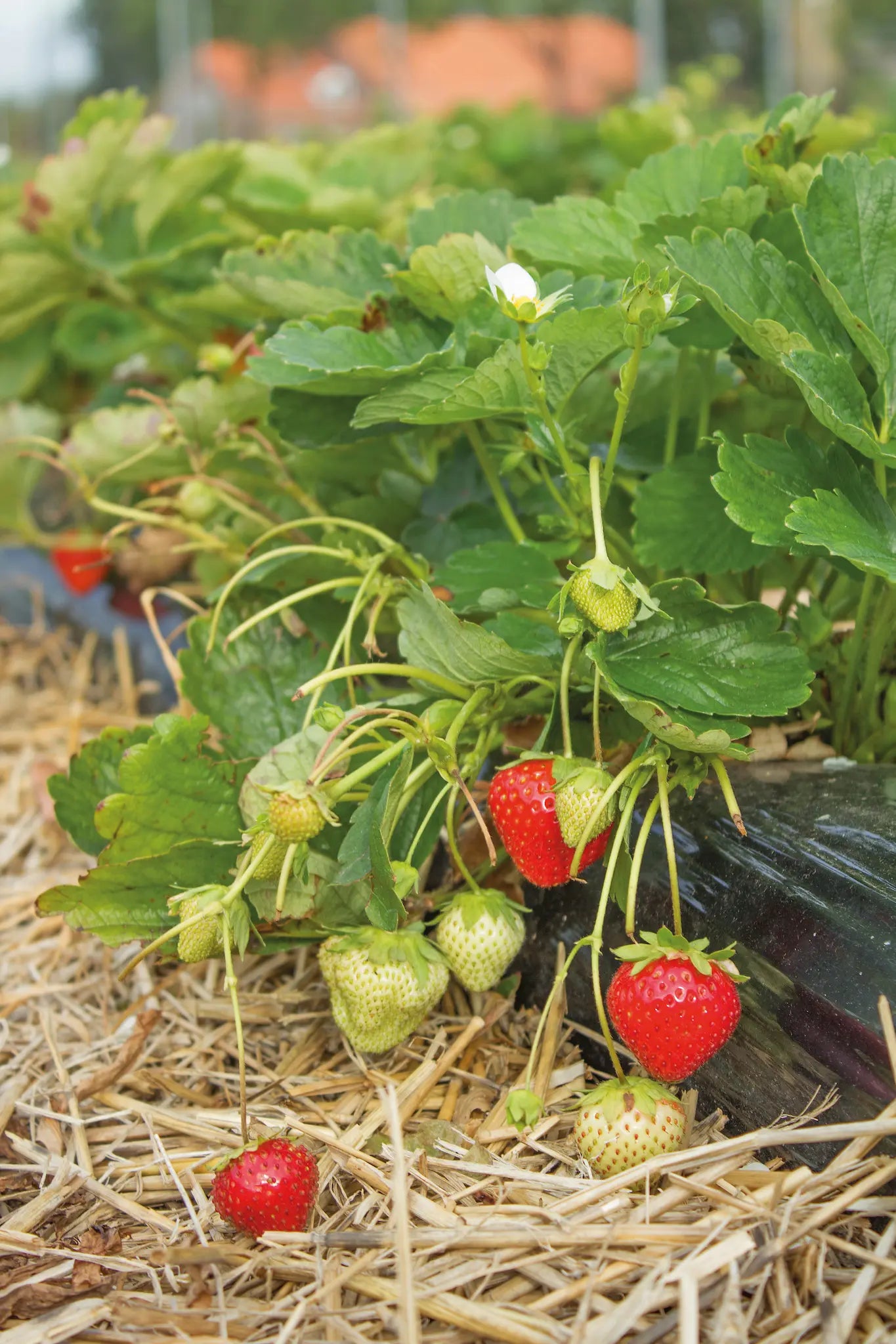 Strawberry Frigo Plant A Bravura