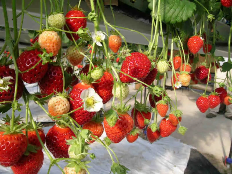 Strawberry Frigo Plant A Cirafine