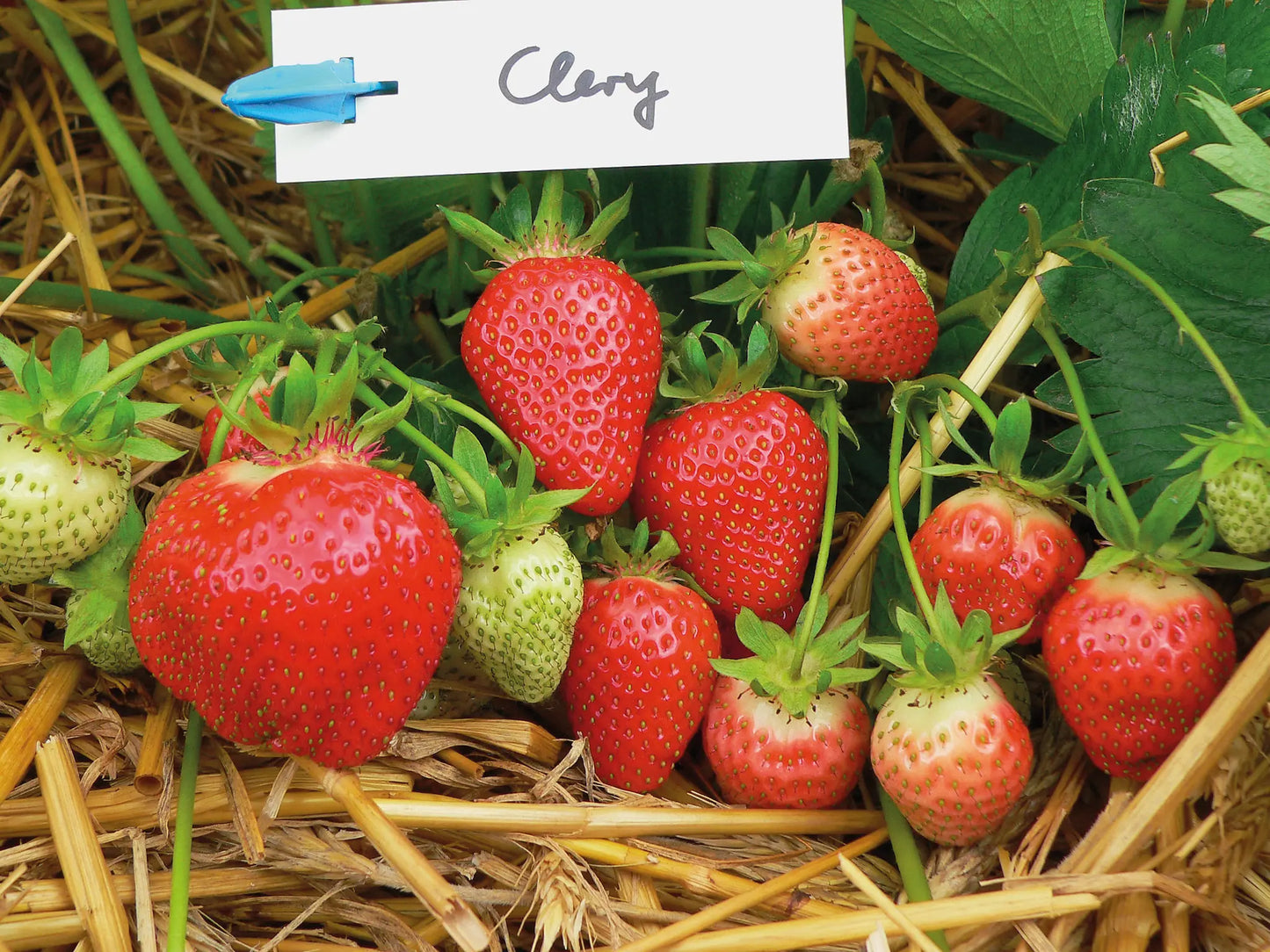Strawberry Frigo Plant A++ Clery