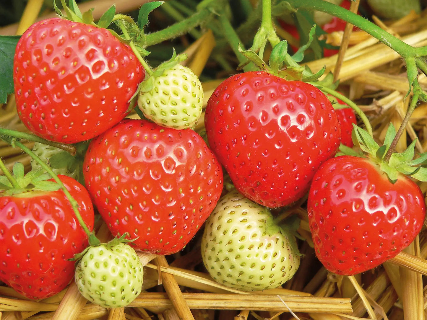 Strawberry Frigo Plant A++ Elegance