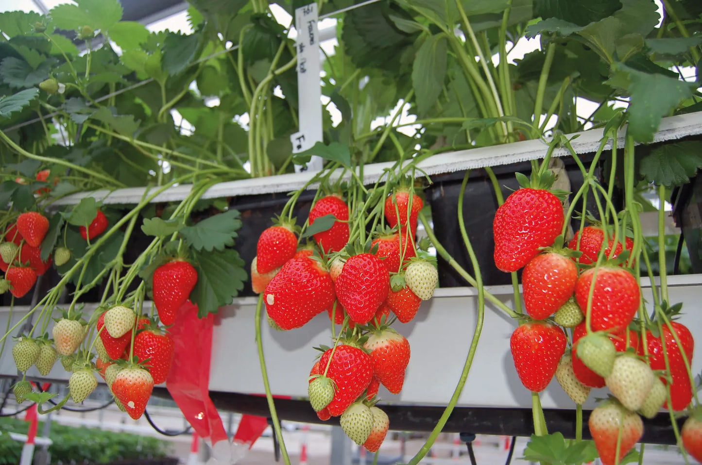 Trays Strawberry Plants Favori