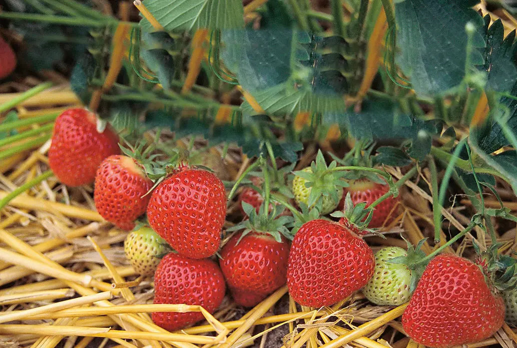 Potted Fresh Strawberry Florence