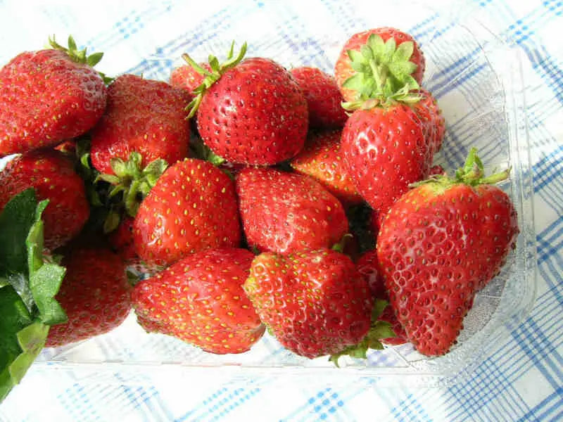 Strawberry Frigo Plant A Gento
