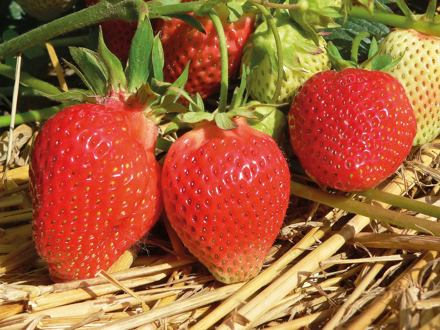 Strawberry Frigo Plant A++ Lambada