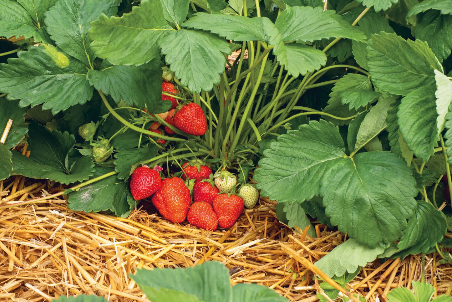 Strawberry Frigo Plant A Lola