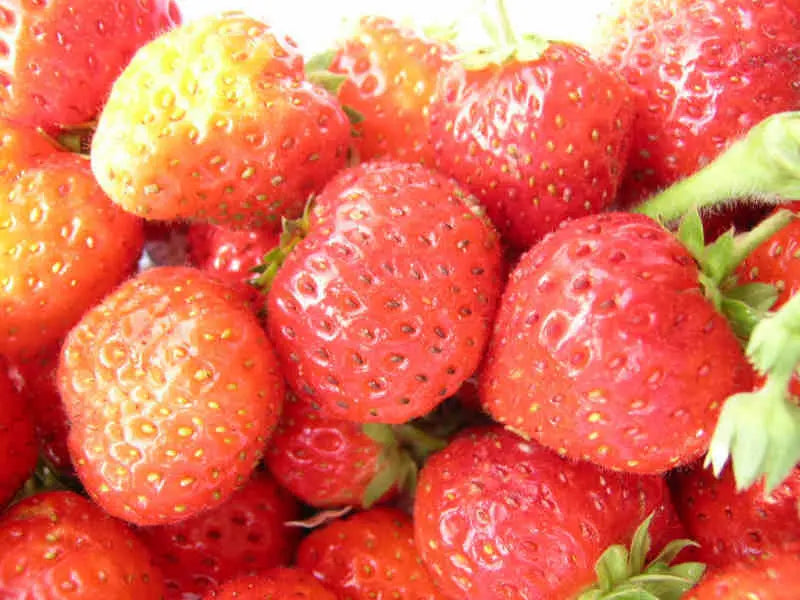 Strawberry Frigo Plant A+ Rabunda