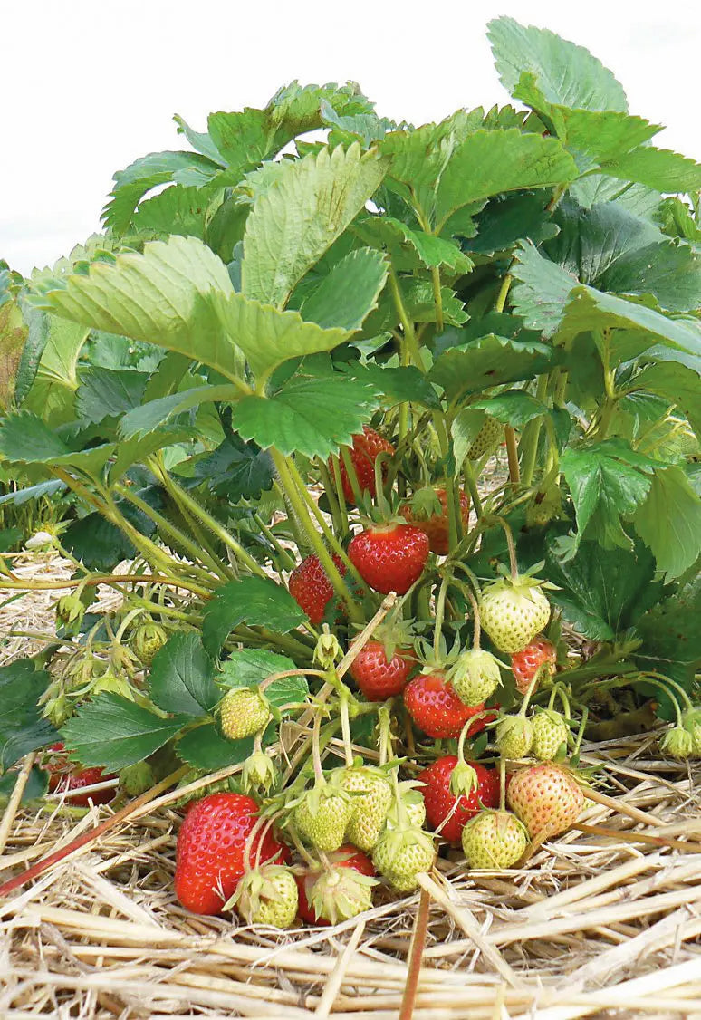 Strawberry Frigo Plant A- Renaissance