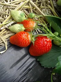 Ciflorette Strawberry Plants at Producer Prices