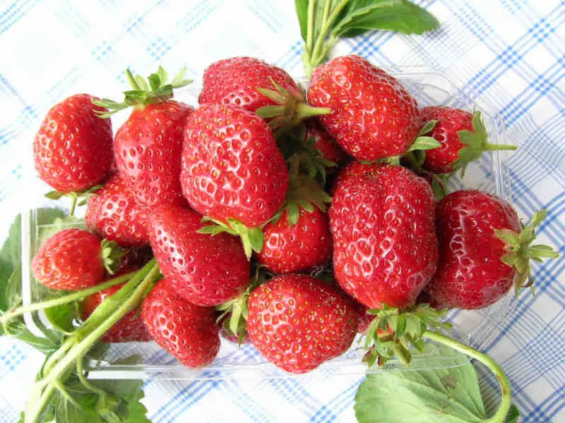 Cijosée Strawberry Plants at Producer Prices
