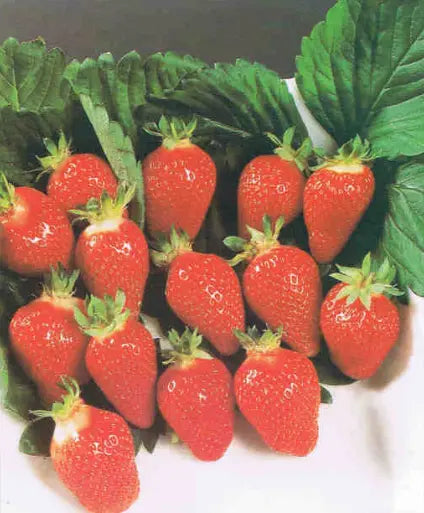 Cireine Strawberry Plants at Producer Prices