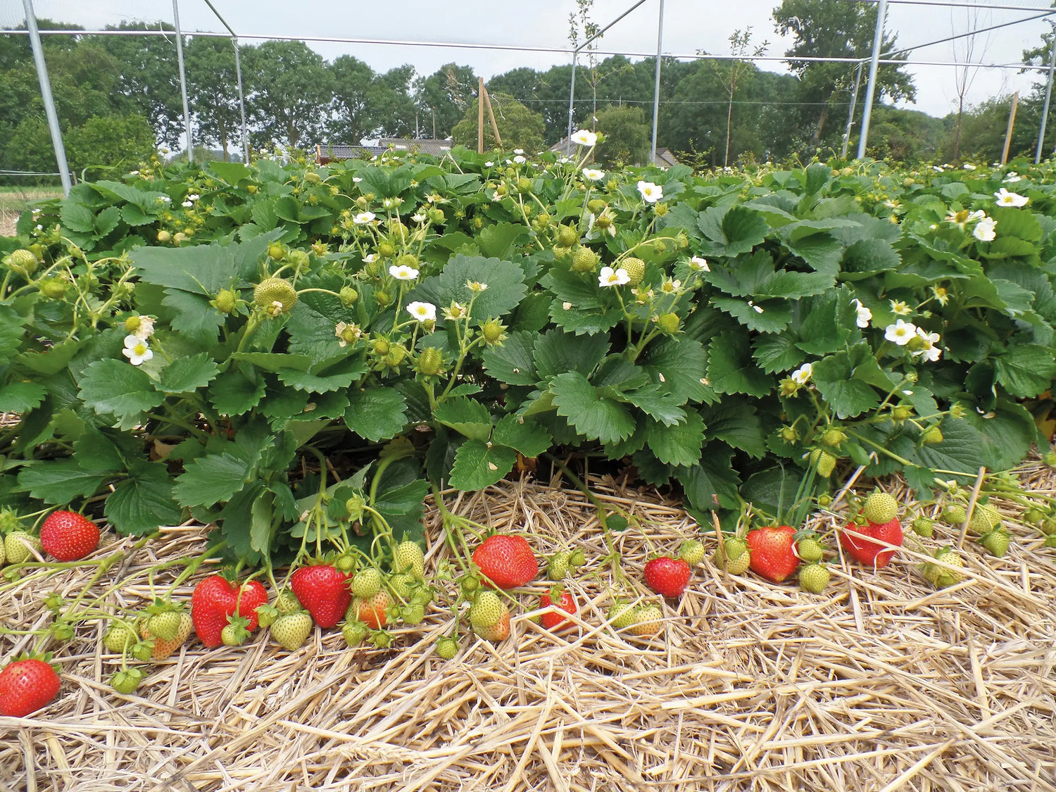 Florentina Strawberry Plants at Producer Prices