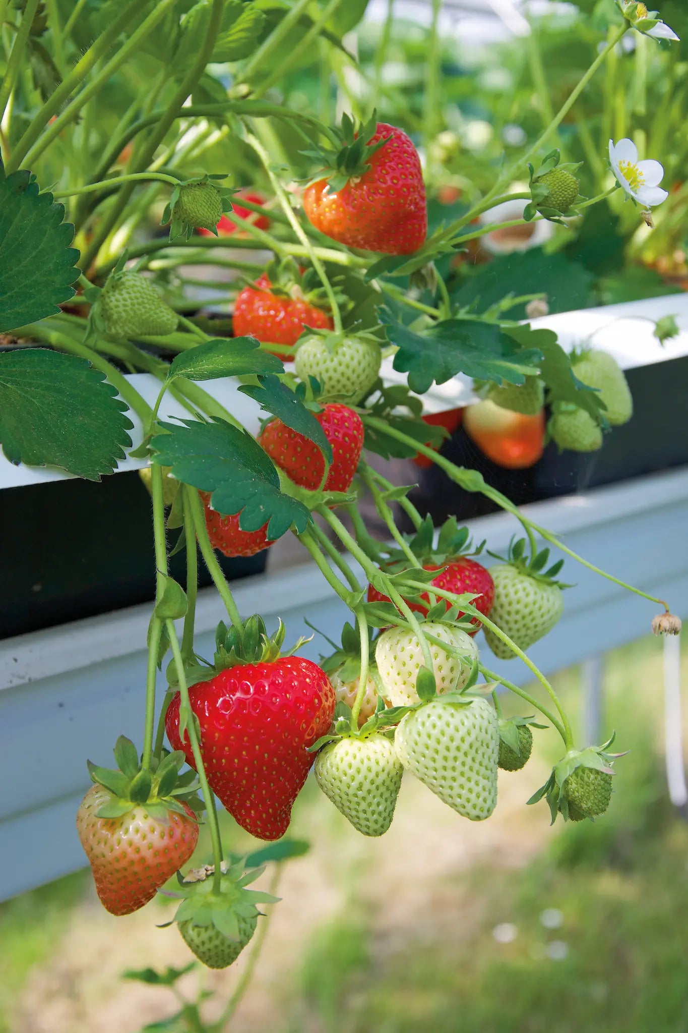 Florice Strawberry Plants at Producer Prices