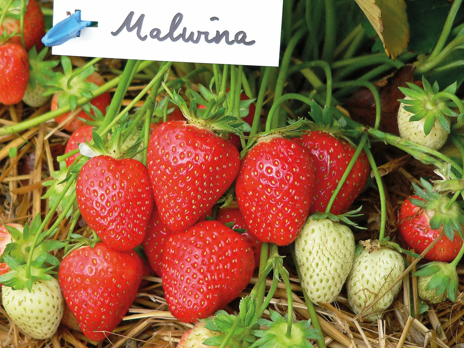 Malwina Strawberry Plants at Producer Prices
