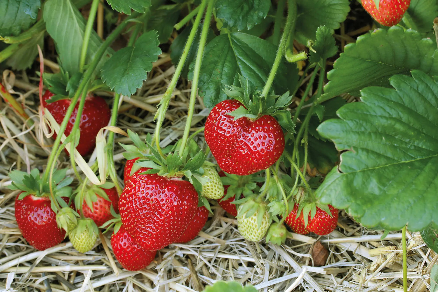 Marieka Strawberry Plants at Producer Prices