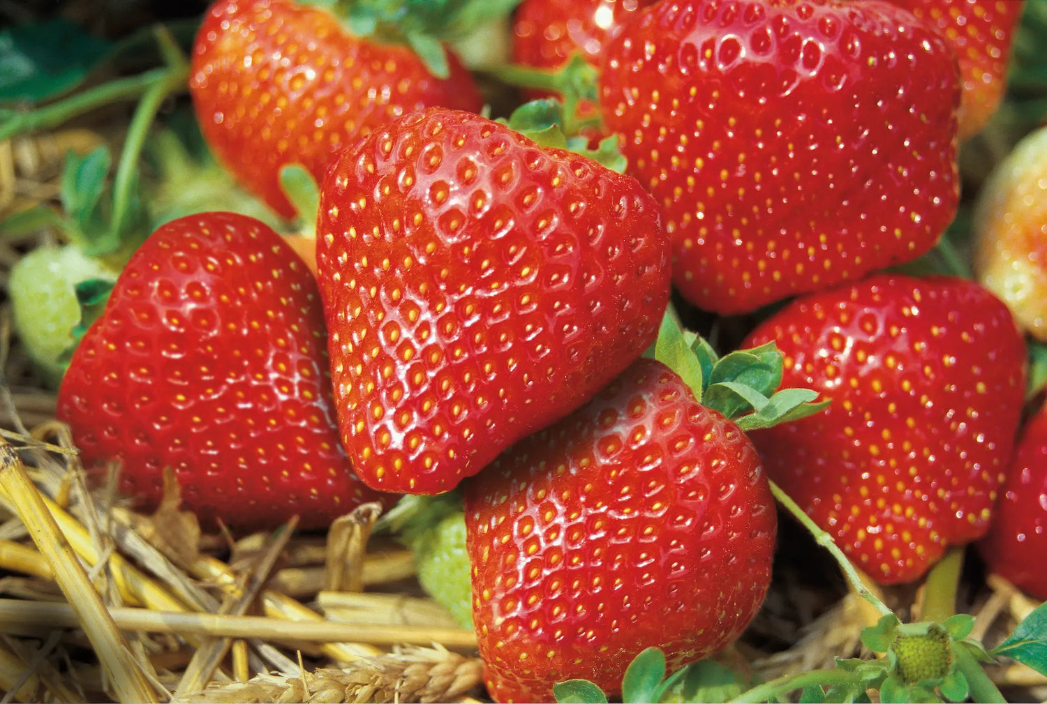 Salsa Strawberry Plants at Producer Prices