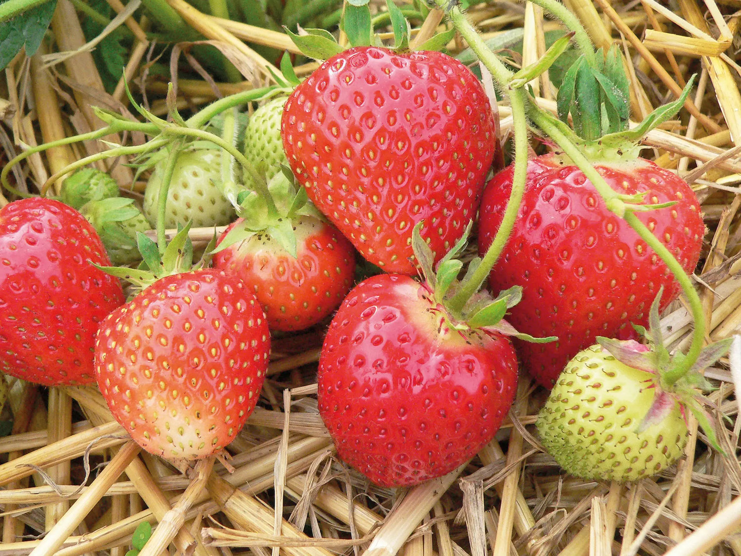 Symphony Strawberry Plants at Producer Prices
