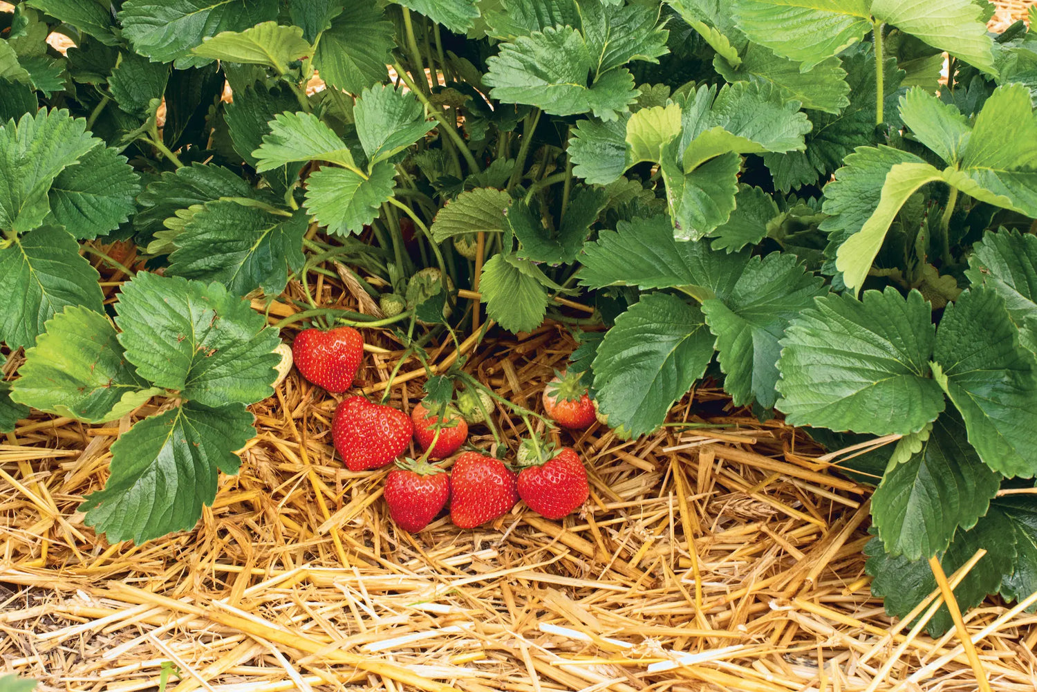Fresh Bare-Root Strawberry Plant — Professional Quality at Producer Prices