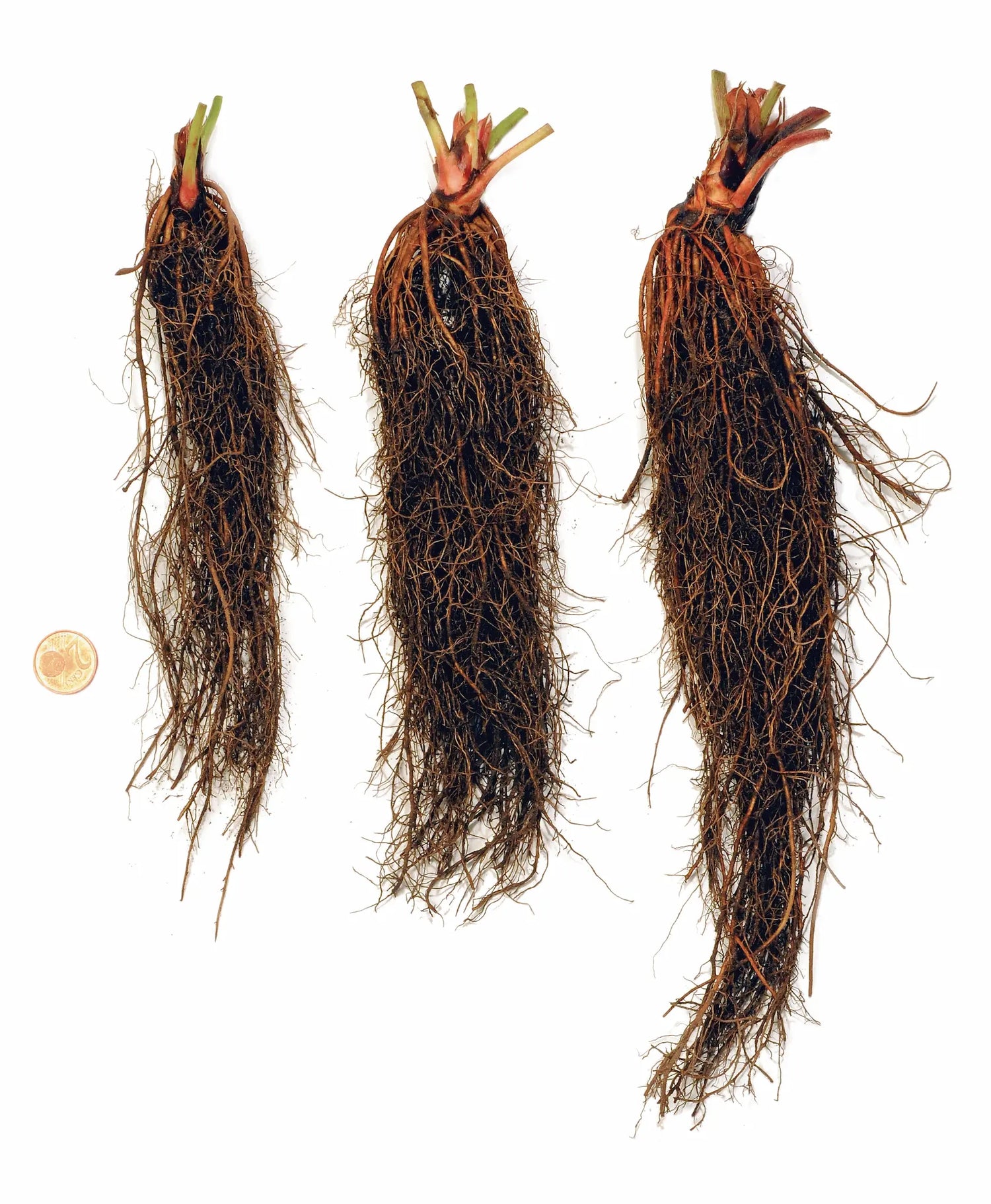 Strawberry Frigo Plants — Professional Quality at Producer Prices