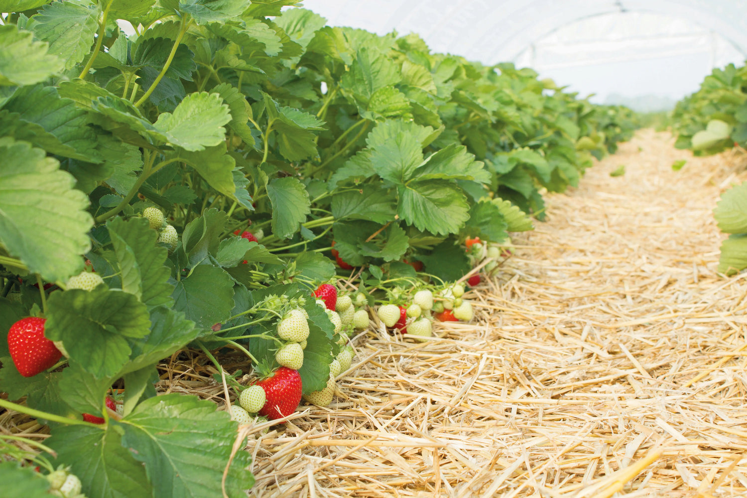 Order on Quote - Professional-Grade Strawberry Plants at Producer Prices - Free Quote in 24/48h
