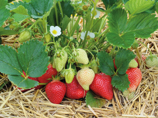 Strawberry Frigo Plant A+ Alba