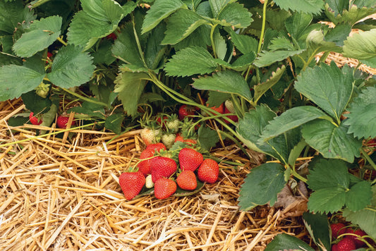 Strawberry Frigo Plant A Aprica
