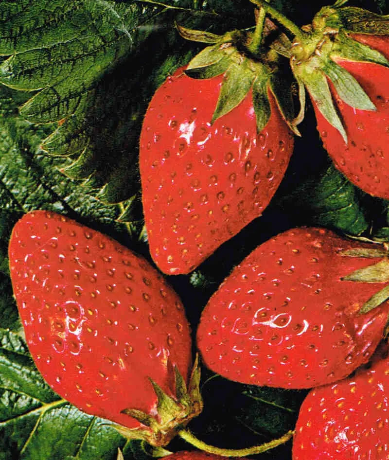 Strawberry Frigo Plant A+ Belrubi