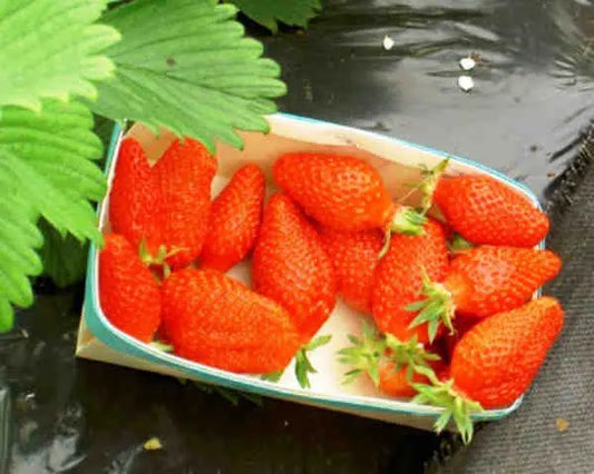 Strawberry Frigo Plant A Gariguette