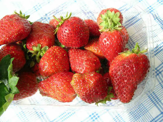 Bare-Root Strawberry Plants Gento