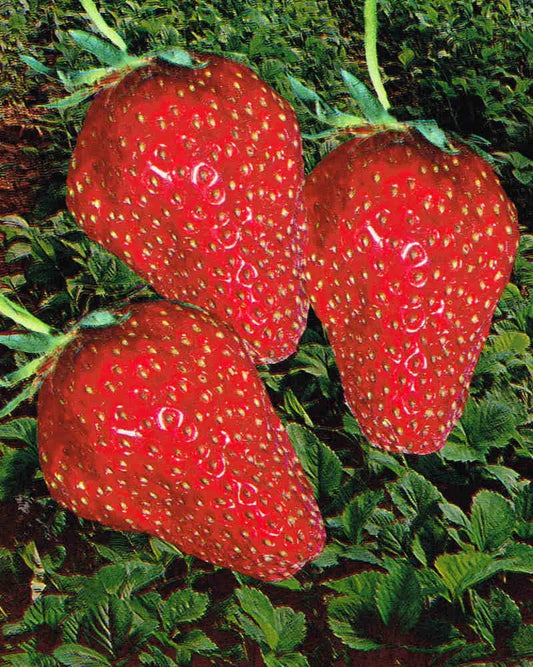 Strawberry Frigo Plant A Gorella