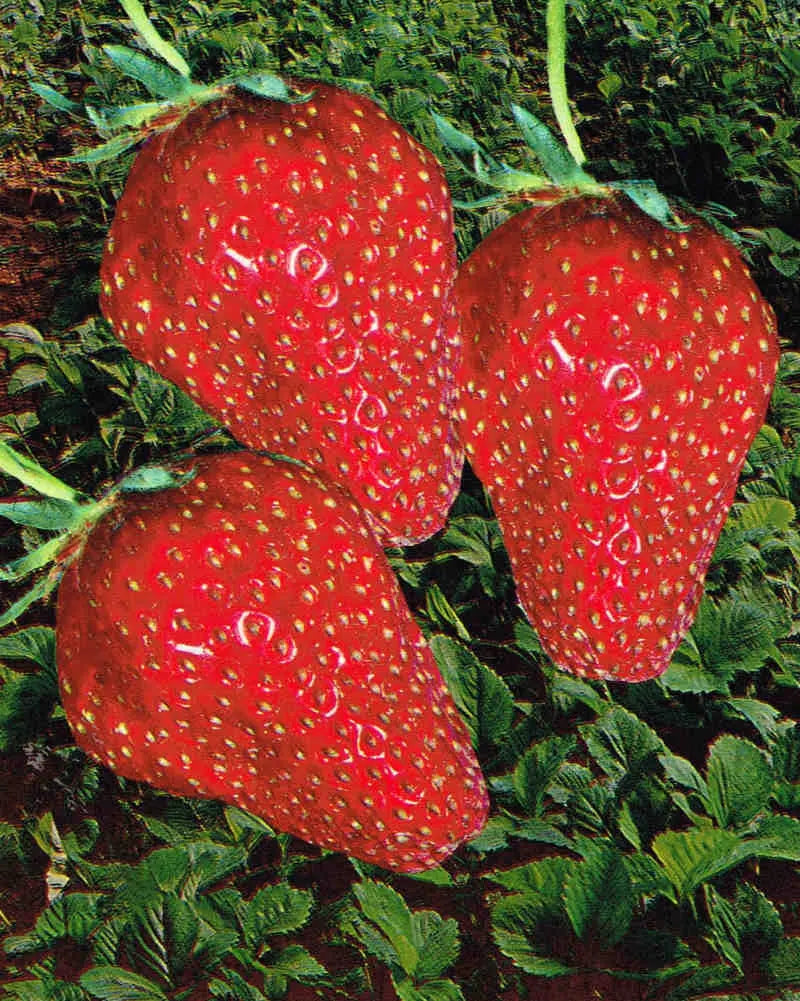 Bare-Root Strawberry Plants Gorella