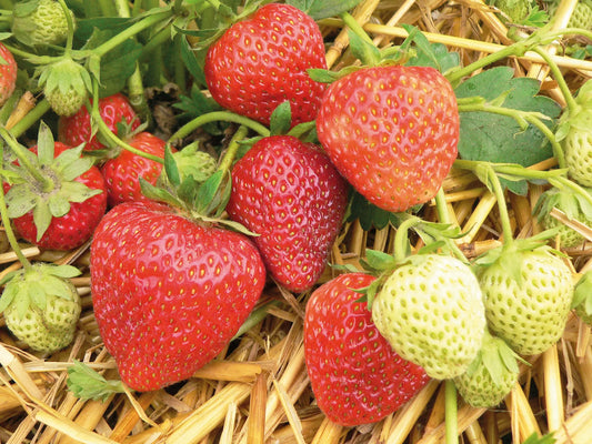 Bare-Root Strawberry Plants Korona