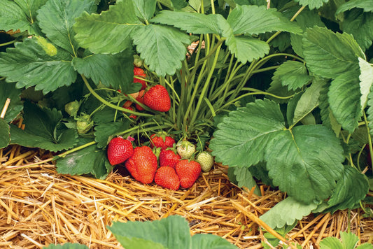 Strawberry Frigo Plant A Lola