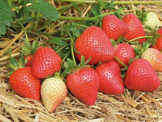 Trays Strawberry Plants Malling Centenary