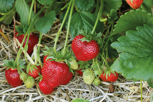 Trays Strawberry Plants Mariguette