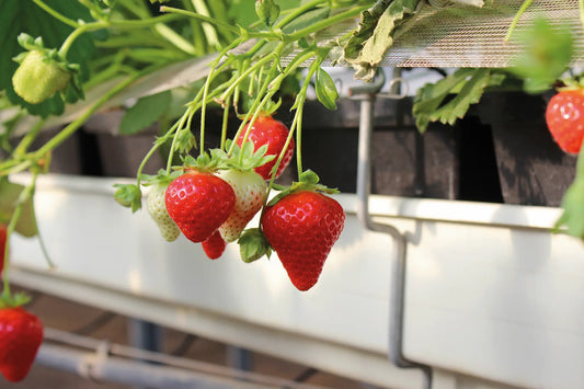 Strawberry Frigo Plant A Melgar