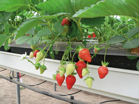 Strawberry Frigo Plant A Murano