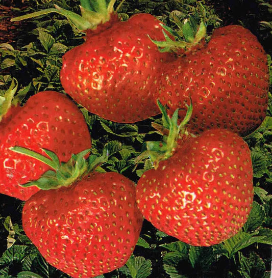 Strawberry Frigo Plant B Surprise des halles