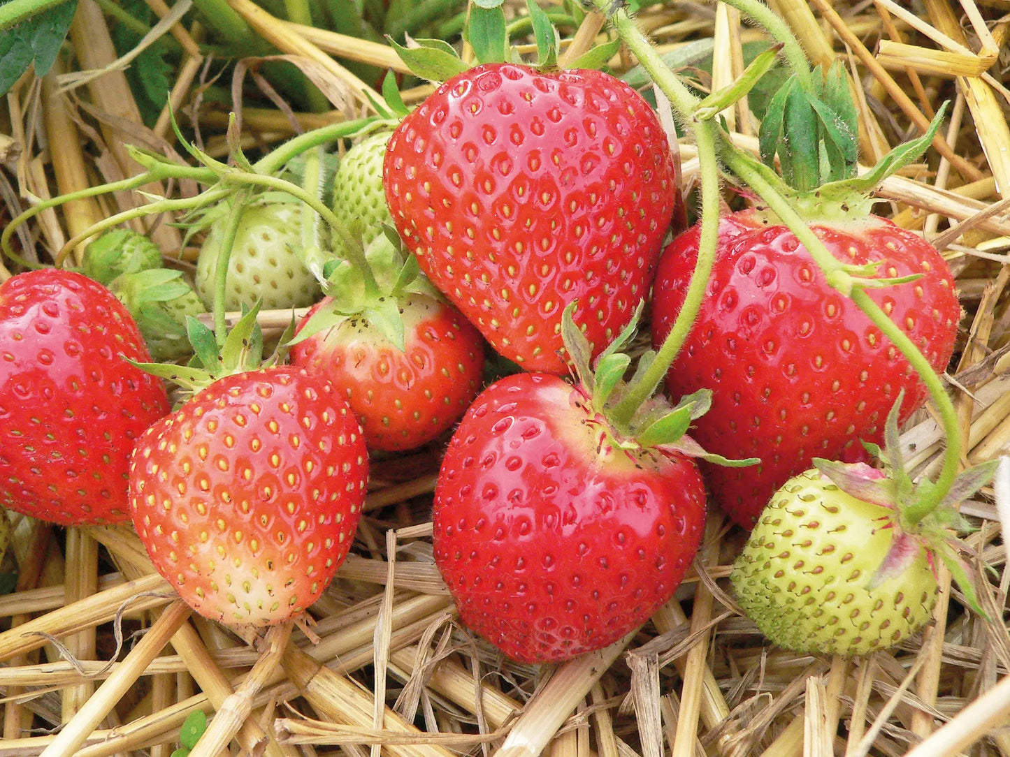 Strawberry Frigo Plant A- Symphony